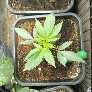 bbs-grow-diaries/blimburnseeds-com/user-25026/a98b9196035212e9