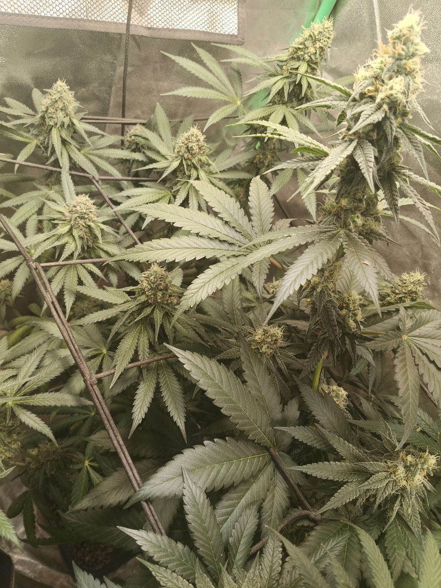 bbs-grow-diaries/blimburnseeds-com/user-25026/b0cc24dc06f21839