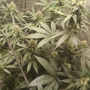 bbs-grow-diaries/blimburnseeds-com/user-25026/b0cc24dc06f21839