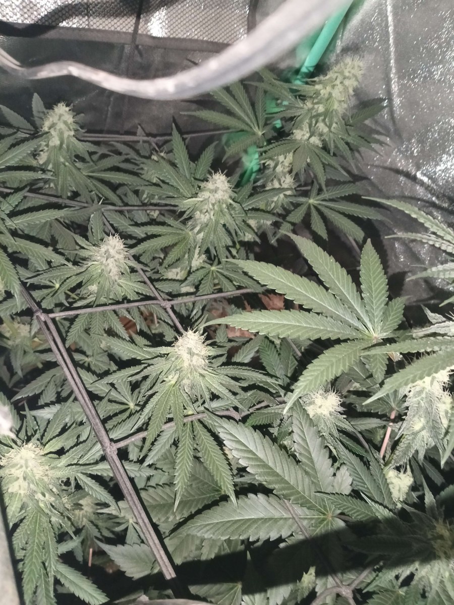 bbs-grow-diaries/blimburnseeds-com/user-25026/b39eca4904c7472a