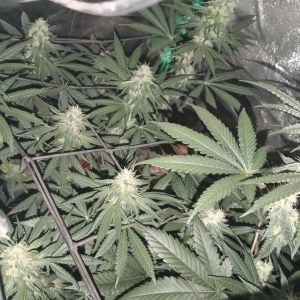 bbs-grow-diaries/blimburnseeds-com/user-25026/b39eca4904c7472a