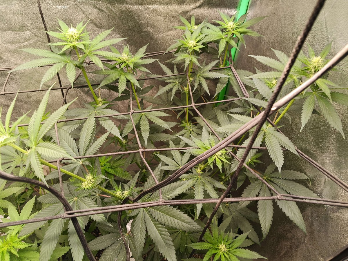 bbs-grow-diaries/blimburnseeds-com/user-25026/b776e6ecbb67dc93