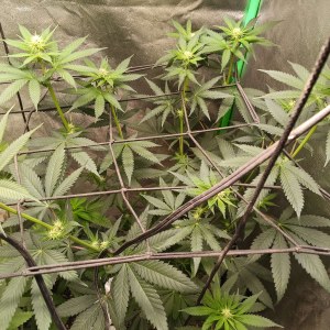 bbs-grow-diaries/blimburnseeds-com/user-25026/b776e6ecbb67dc93