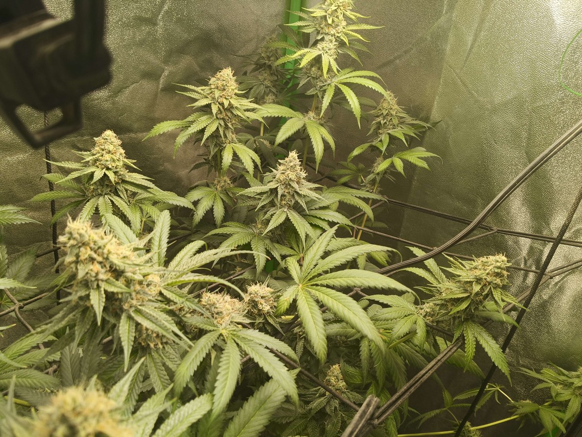 bbs-grow-diaries/blimburnseeds-com/user-25026/c2f5232f244b8564