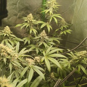 bbs-grow-diaries/blimburnseeds-com/user-25026/c2f5232f244b8564