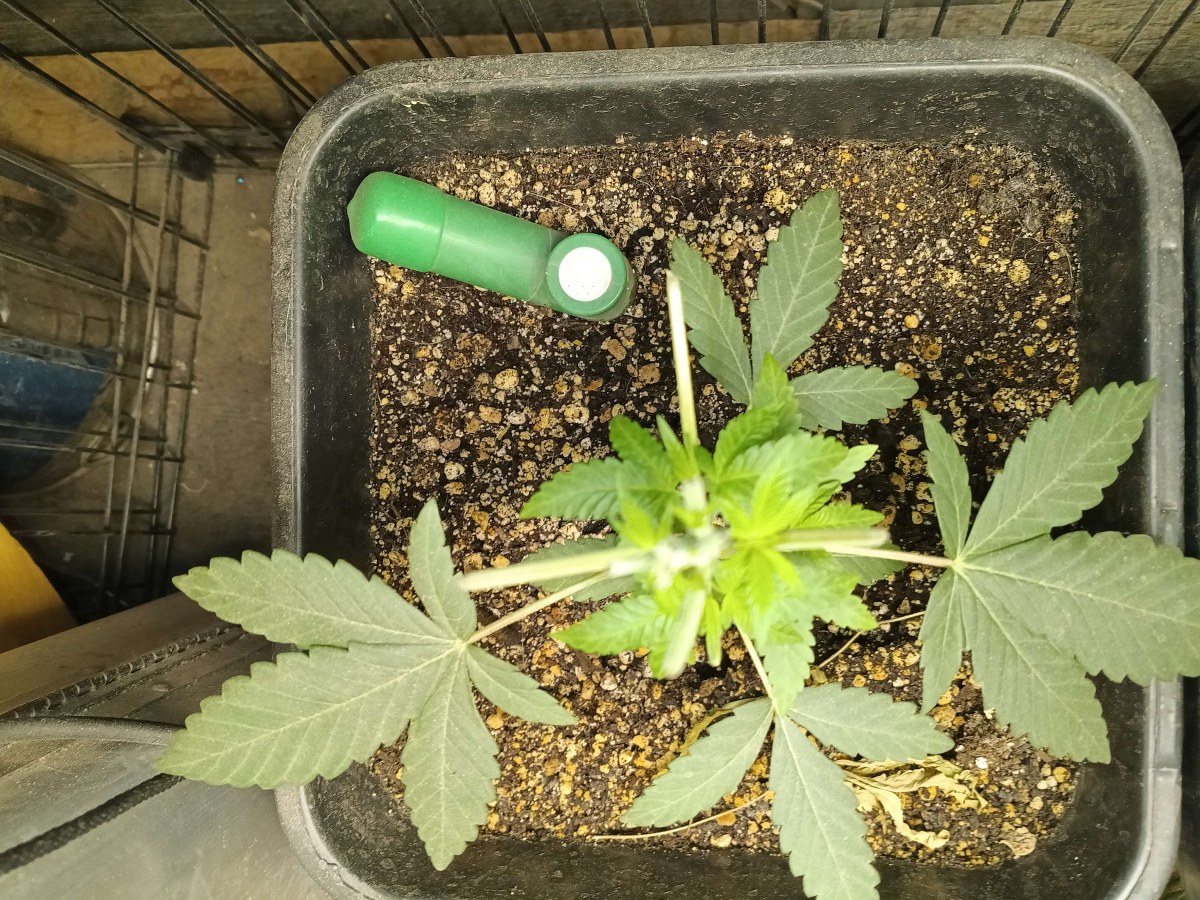 bbs-grow-diaries/blimburnseeds-com/user-25026/c5bdbd9f10c728db