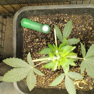 bbs-grow-diaries/blimburnseeds-com/user-25026/c5bdbd9f10c728db