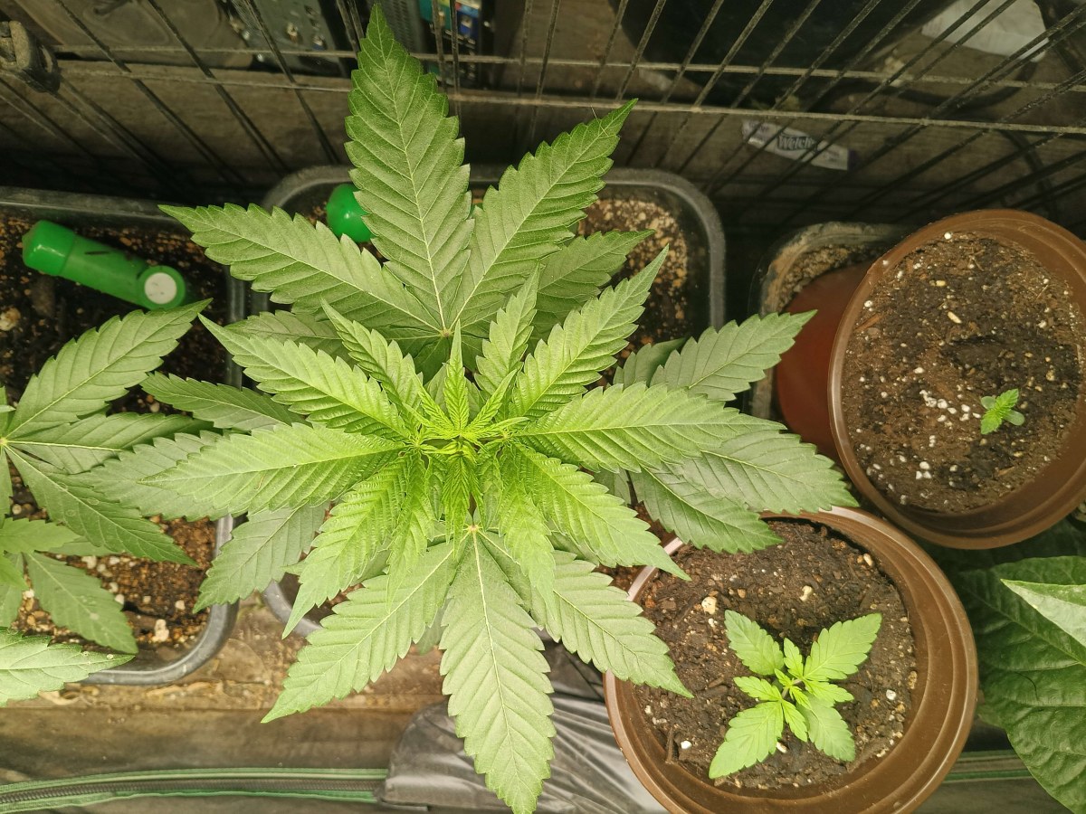 bbs-grow-diaries/blimburnseeds-com/user-25026/c60e3de006e355b1