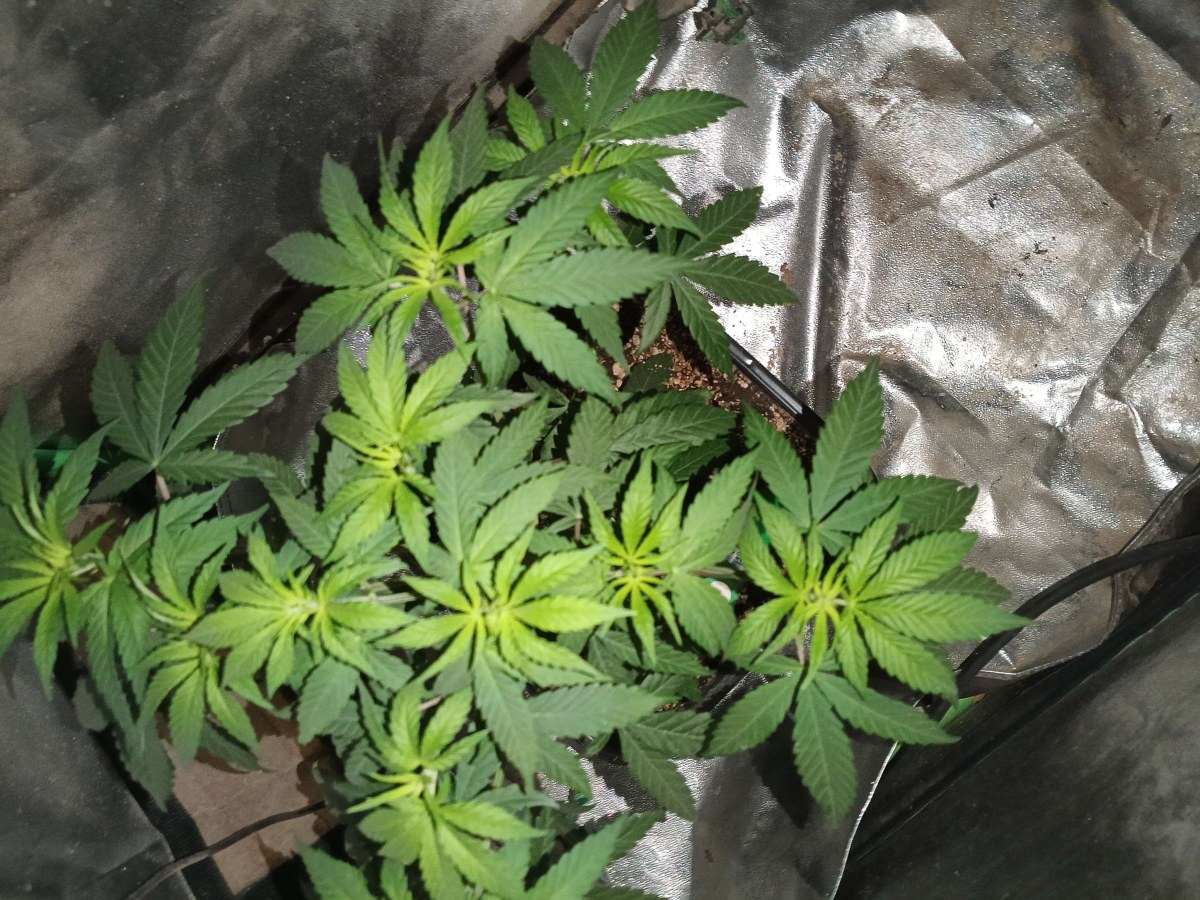 bbs-grow-diaries/blimburnseeds-com/user-25026/d83fcf93e2c6cb23
