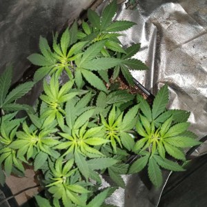 bbs-grow-diaries/blimburnseeds-com/user-25026/d83fcf93e2c6cb23