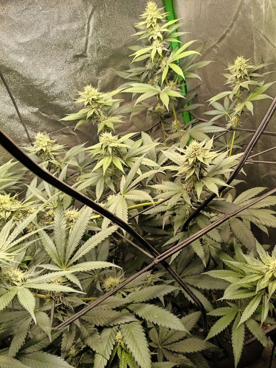 bbs-grow-diaries/blimburnseeds-com/user-25026/eba60bf9268d0d8b