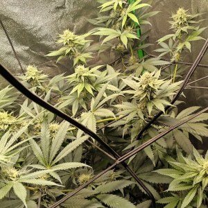 bbs-grow-diaries/blimburnseeds-com/user-25026/eba60bf9268d0d8b