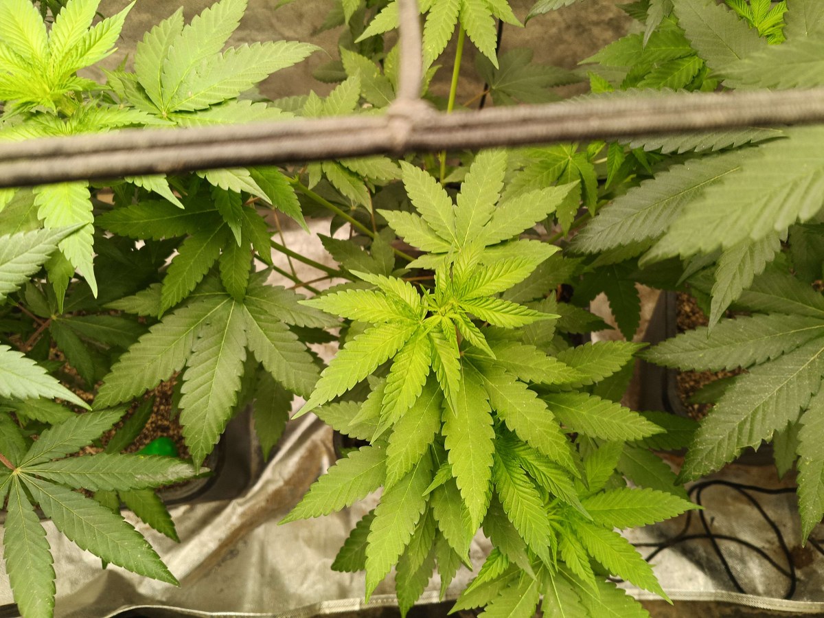 bbs-grow-diaries/blimburnseeds-com/user-25026/ee928e5680637169