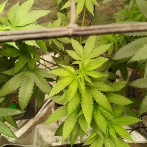 bbs-grow-diaries/blimburnseeds-com/user-25026/ee928e5680637169
