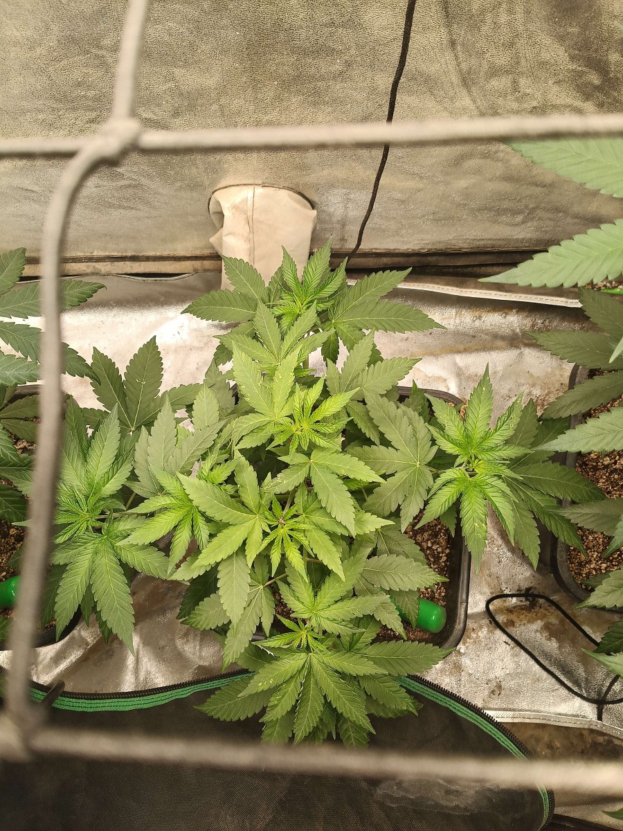 bbs-grow-diaries/blimburnseeds-com/user-25026/f970955b0ff1a492