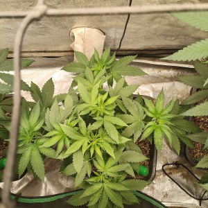 bbs-grow-diaries/blimburnseeds-com/user-25026/f970955b0ff1a492