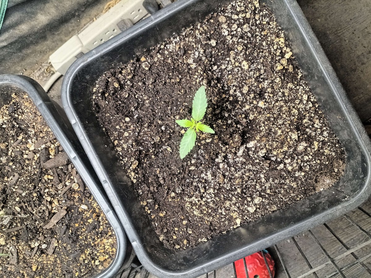 bbs-grow-diaries/blimburnseeds-com/user-25026/fa05003bf03b1aba