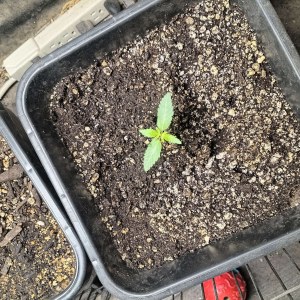 bbs-grow-diaries/blimburnseeds-com/user-25026/fa05003bf03b1aba