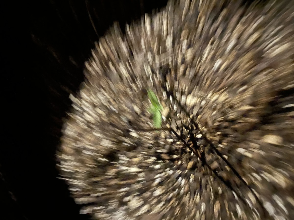 bbs-grow-diaries/blimburnseeds-com/user-2807/0f1a6f9e881d1476