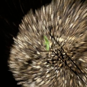 bbs-grow-diaries/blimburnseeds-com/user-2807/0f1a6f9e881d1476