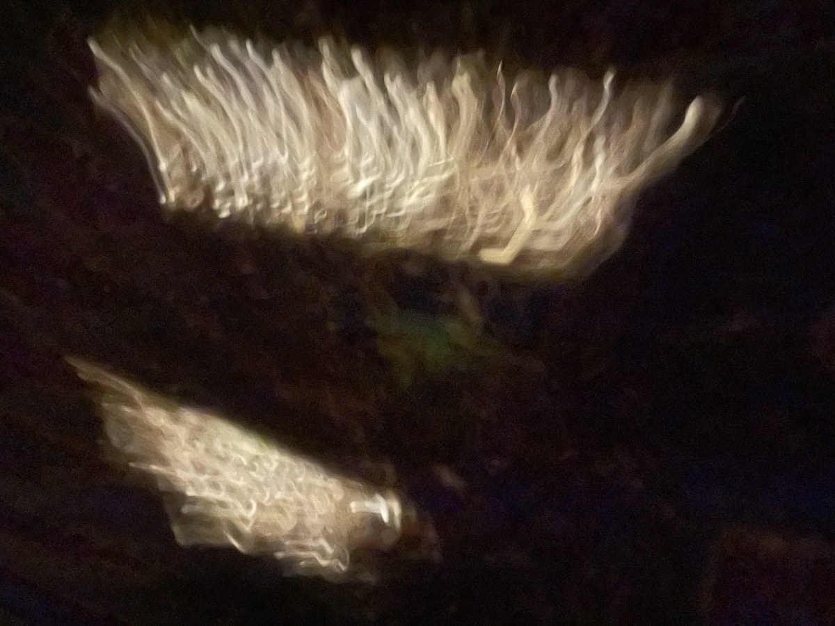 bbs-grow-diaries/blimburnseeds-com/user-2807/9139f1d7ae81998b