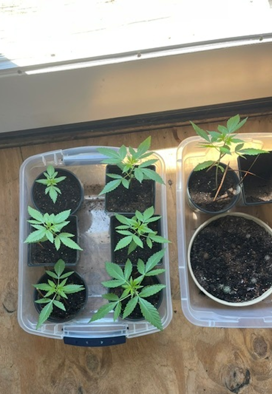 bbs-grow-diaries/blimburnseeds-com/user-30254/718faa275e6b2981