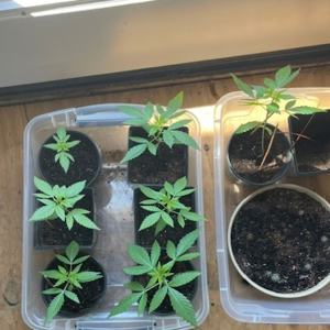bbs-grow-diaries/blimburnseeds-com/user-30254/718faa275e6b2981