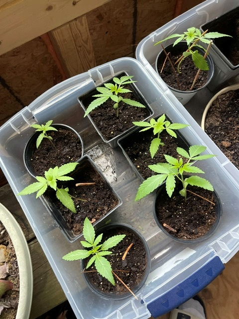 bbs-grow-diaries/blimburnseeds-com/user-30254/c903dab652654664