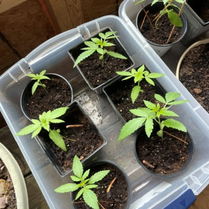 bbs-grow-diaries/blimburnseeds-com/user-30254/c903dab652654664