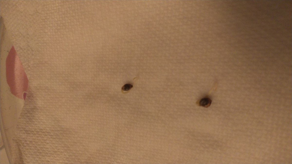 bbs-grow-diaries/blimburnseeds-com/user-32286/624acc272088f4cb