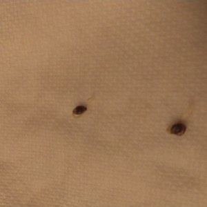 bbs-grow-diaries/blimburnseeds-com/user-32286/624acc272088f4cb