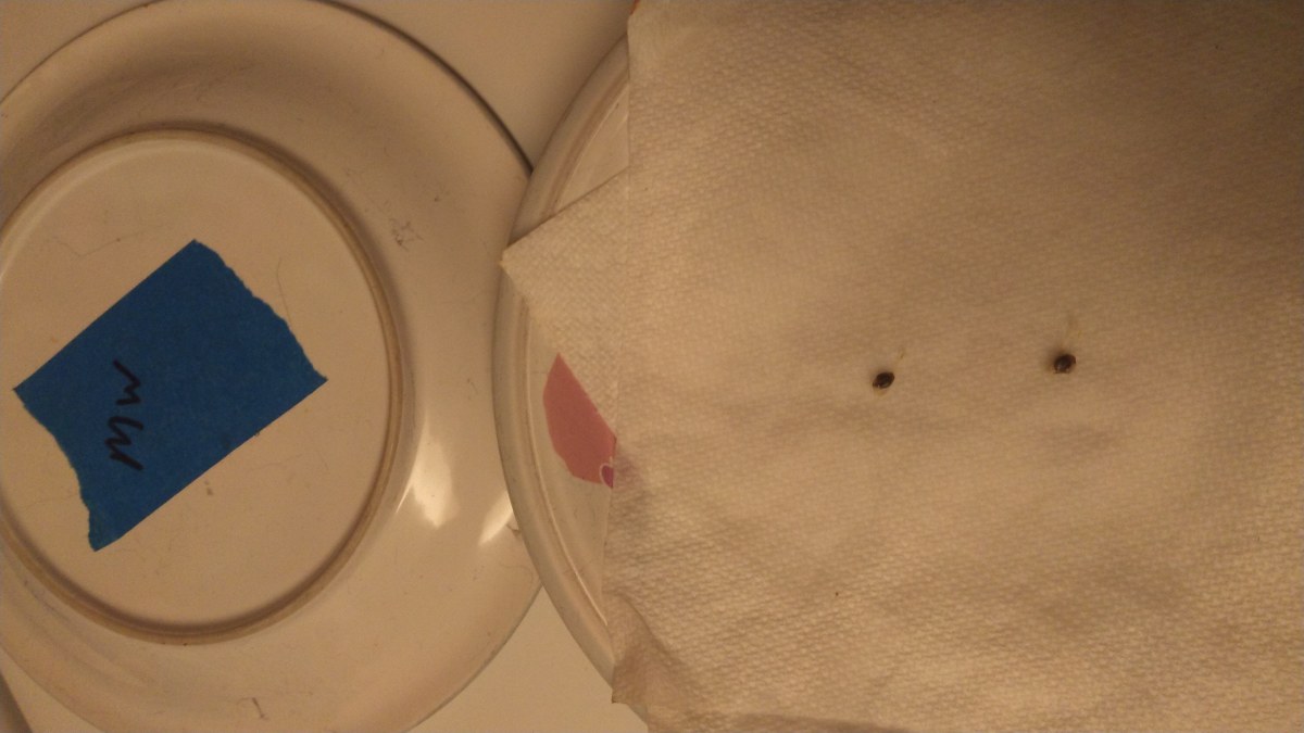 bbs-grow-diaries/blimburnseeds-com/user-32286/b0af7a6b41d6d20c