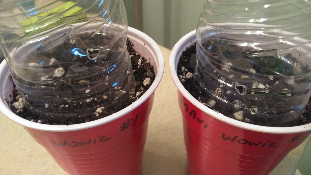 bbs-grow-diaries/blimburnseeds-com/user-32286/db14f34302293da0