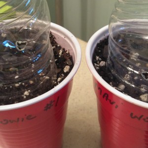 bbs-grow-diaries/blimburnseeds-com/user-32286/db14f34302293da0