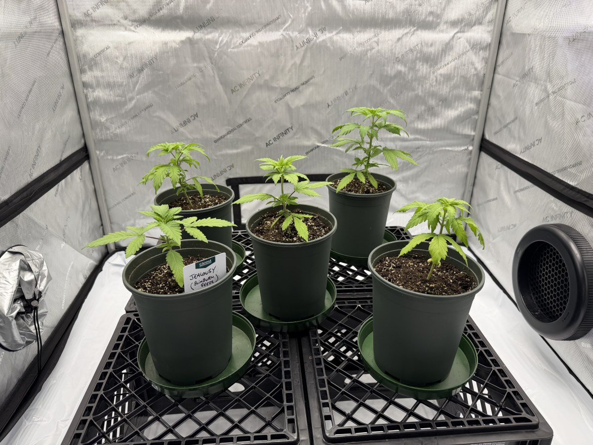 bbs-grow-diaries/blimburnseeds-com/user-34805/a8c01a8a68fc94cb