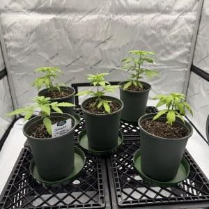 bbs-grow-diaries/blimburnseeds-com/user-34805/a8c01a8a68fc94cb