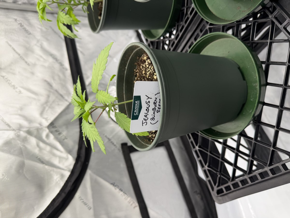 bbs-grow-diaries/blimburnseeds-com/user-34805/f6dbc32ee2e66fcd