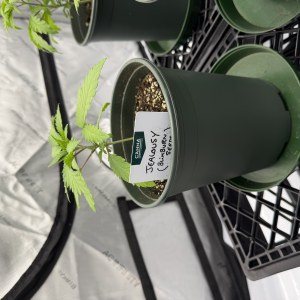 bbs-grow-diaries/blimburnseeds-com/user-34805/f6dbc32ee2e66fcd