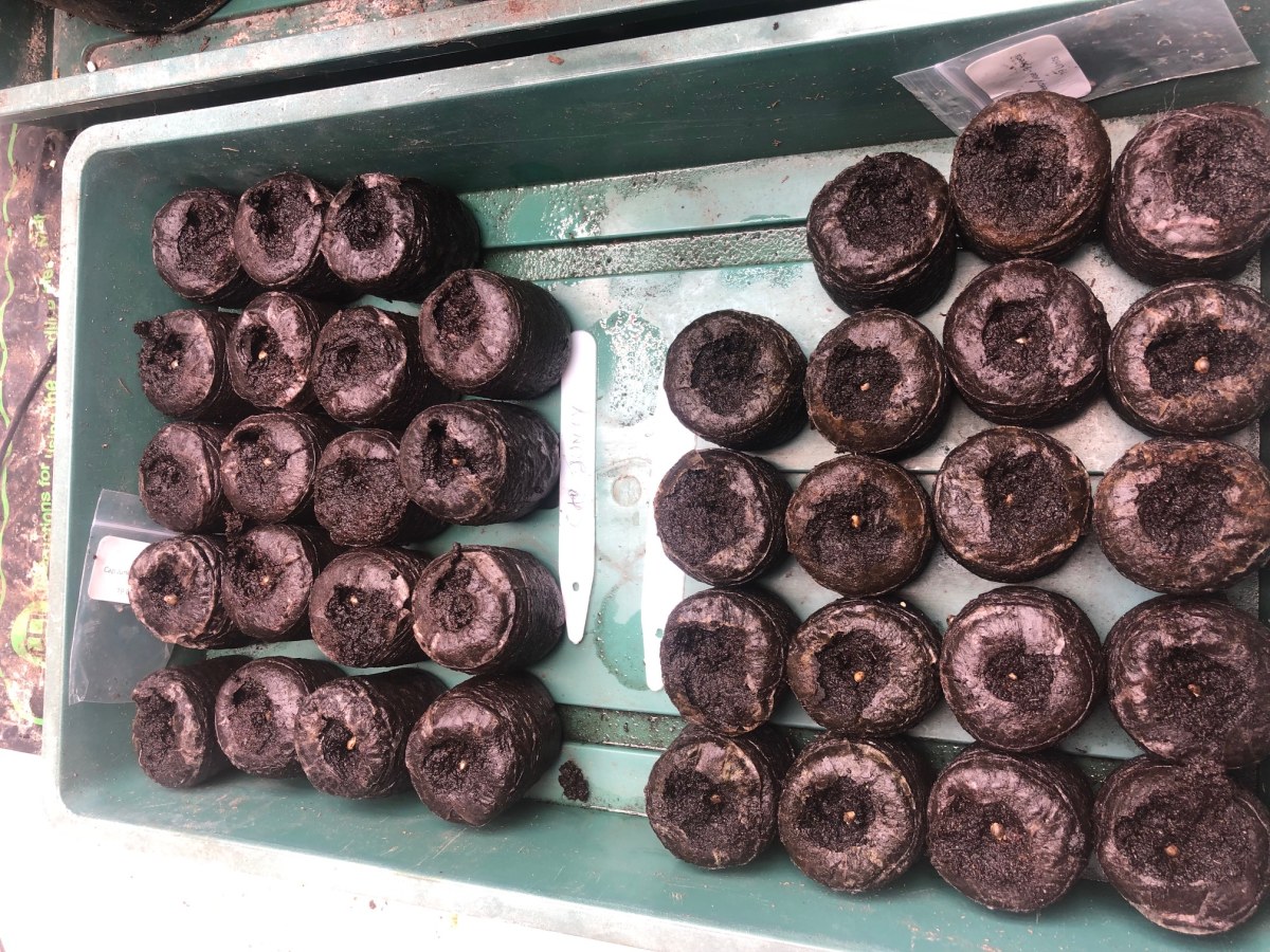 bbs-grow-diaries/blimburnseeds-com/user-35663/1f21c10a926fd01d