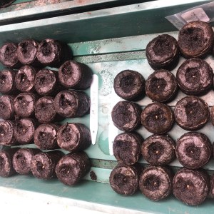 bbs-grow-diaries/blimburnseeds-com/user-35663/1f21c10a926fd01d