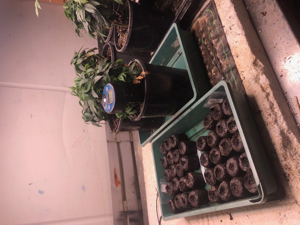 bbs-grow-diaries/blimburnseeds-com/user-35663/3768a702ec78db37