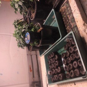 bbs-grow-diaries/blimburnseeds-com/user-35663/3768a702ec78db37