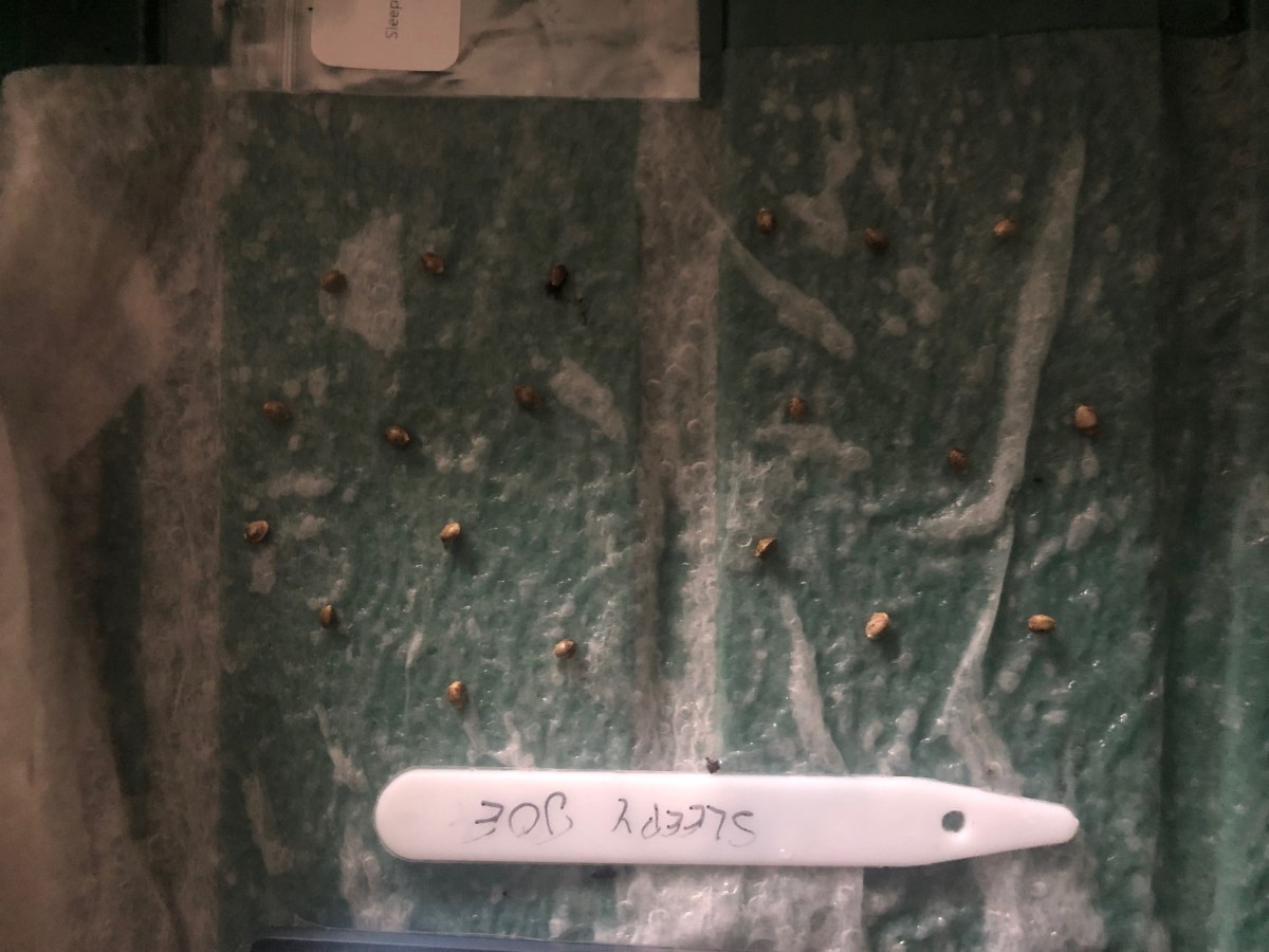 bbs-grow-diaries/blimburnseeds-com/user-35663/e0ca5f4a290faf58