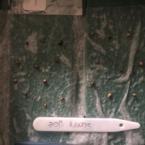 bbs-grow-diaries/blimburnseeds-com/user-35663/e0ca5f4a290faf58