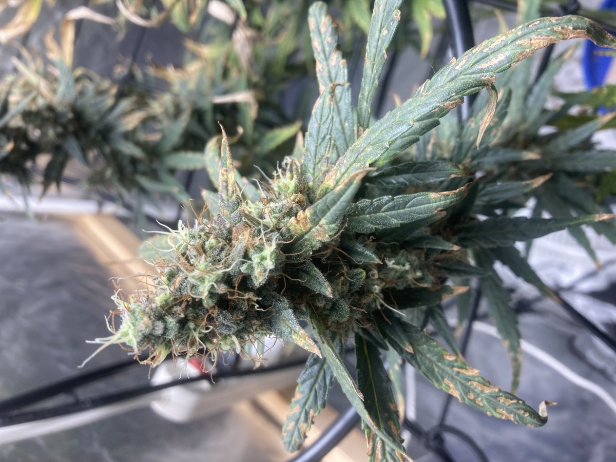 bbs-grow-diaries/blimburnseeds-com/user-35740/00f365544bf9b3d3