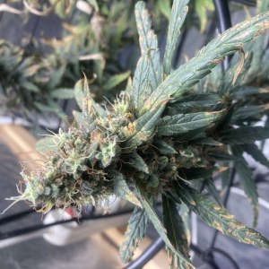 bbs-grow-diaries/blimburnseeds-com/user-35740/00f365544bf9b3d3