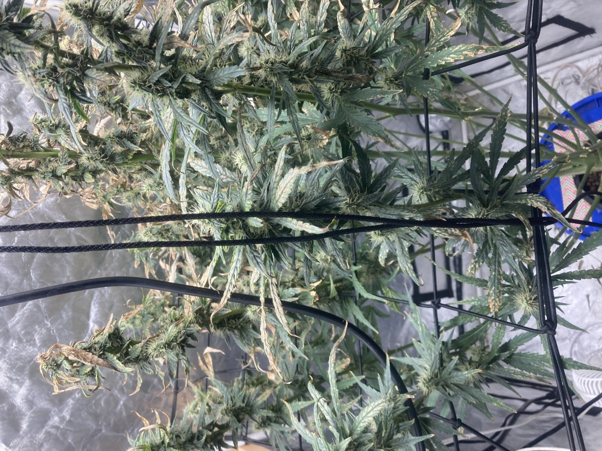 bbs-grow-diaries/blimburnseeds-com/user-35740/0556cbaf260937f6