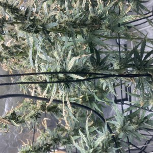 bbs-grow-diaries/blimburnseeds-com/user-35740/0556cbaf260937f6