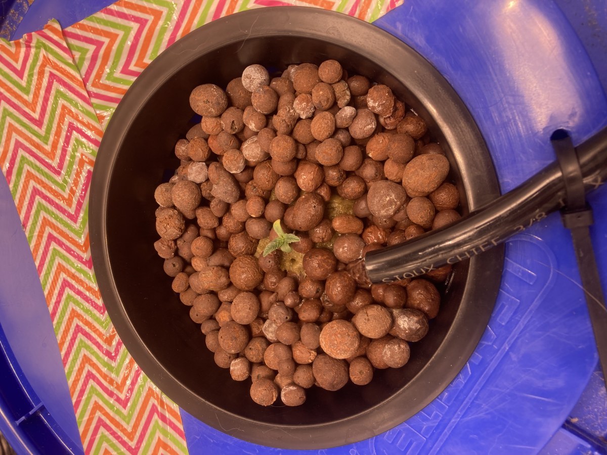 bbs-grow-diaries/blimburnseeds-com/user-35740/17620fecebfa39a6