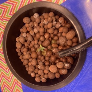 bbs-grow-diaries/blimburnseeds-com/user-35740/17620fecebfa39a6